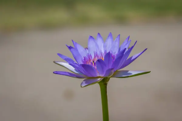 Violett Lotus Flyter Floden Gardent — Stockfoto