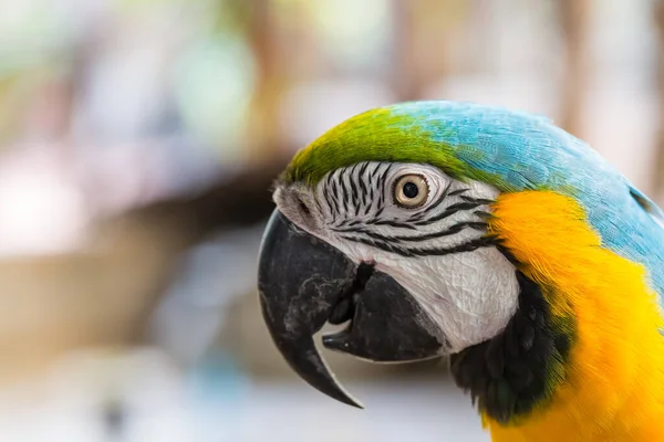 Крупный План Красочных Попугаев Лицом Лицу Природой — стоковое фото