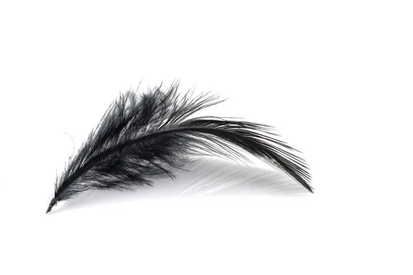 Black Feather Isolated White Background — Stock Photo, Image