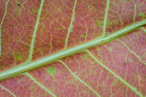 要旨乾燥した葉の質感の背景の自然な背景 — ストック写真