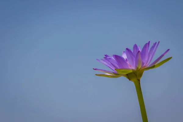 Фіолетовий Флоту Лотоса Річковому Саду — стокове фото