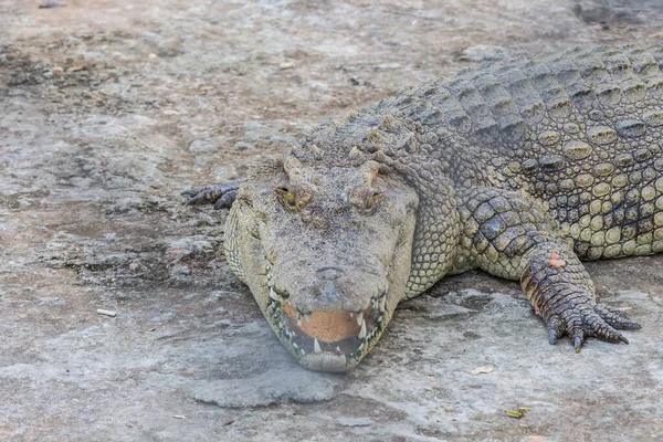 Kop Van Krokodil Krokodil — Stockfoto