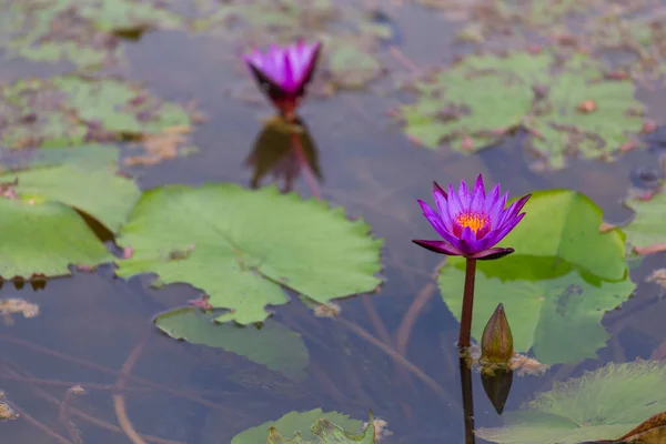 池の真ん中にピンクの蓮の花を咲かせ 睡蓮の花を咲かせます — ストック写真