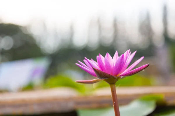 Rosa Lotusblume Blüht Seerosen Blühen Der Mitte Des Teiches — Stockfoto