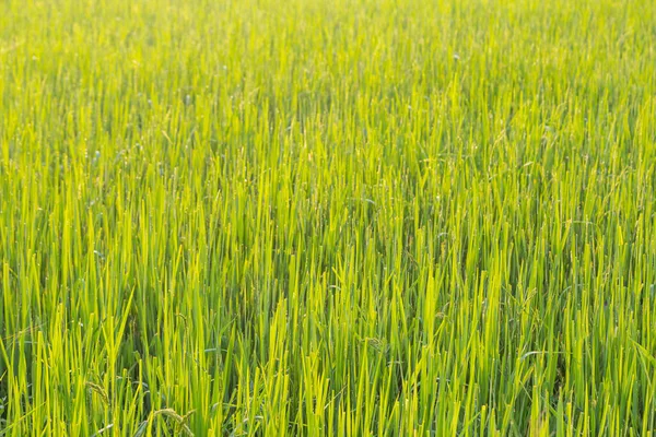 Campo Grano Verde Con Sfondo Luce Del Mattino — Foto Stock