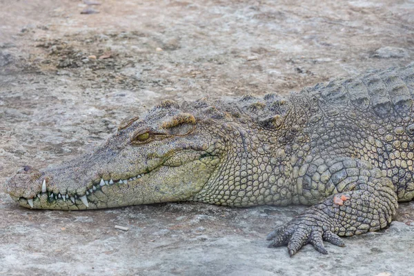 Голова Крокодила Аллигатор — стоковое фото