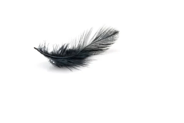 Black Feather White Background — Stock Photo, Image