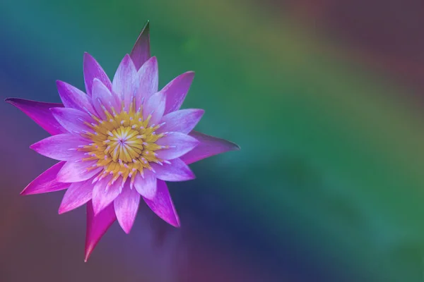 Rosa Lotusblume Seerosen Blume — Stockfoto