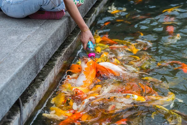 Handfütterung Für Koi Fische Teich — Stockfoto