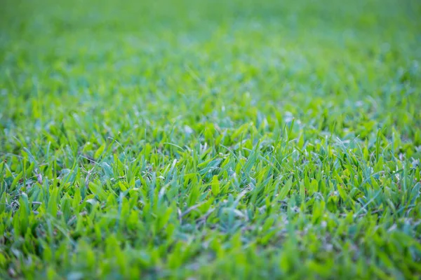 Зеленая Трава Фона — стоковое фото