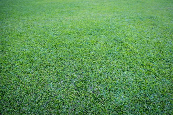 Uso Grama Verde Para Fundo — Fotografia de Stock