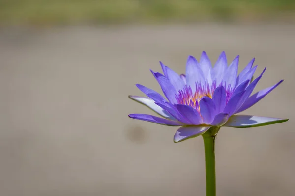 Mor Nilüfer Çiçeği Nehir Kestanesinde — Stok fotoğraf