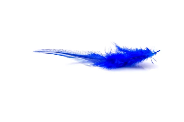 蓝色羽毛 白色背景隔离 — 图库照片