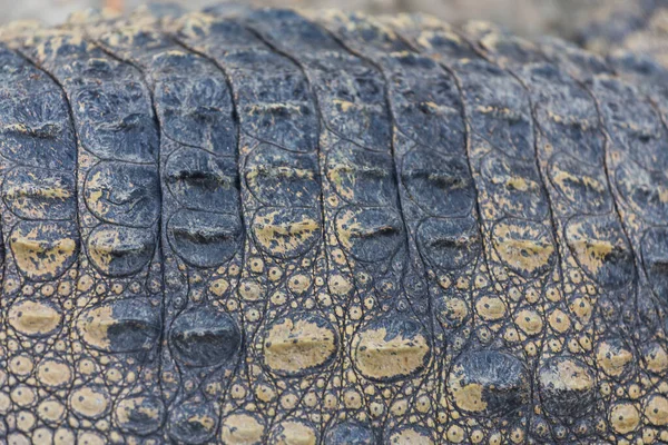 Crocodilo Textura Pele Fundo — Fotografia de Stock