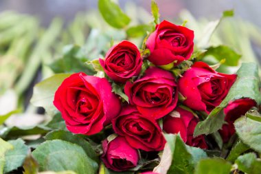 Yeşil yapraklı kırmızı gülü yakından çek