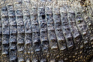 Timsah derisi doku arkaplanı