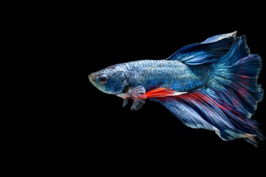Siyam savaşçısı balıklar siyah arkaplanda izole edilmiş.