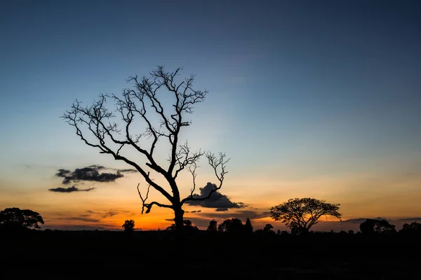 Big Tree Silhouette Sunset Sky Background — Stock Photo, Image