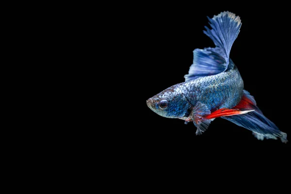 Siamese Fighting Fish Isolated Black Background — Stock Photo, Image