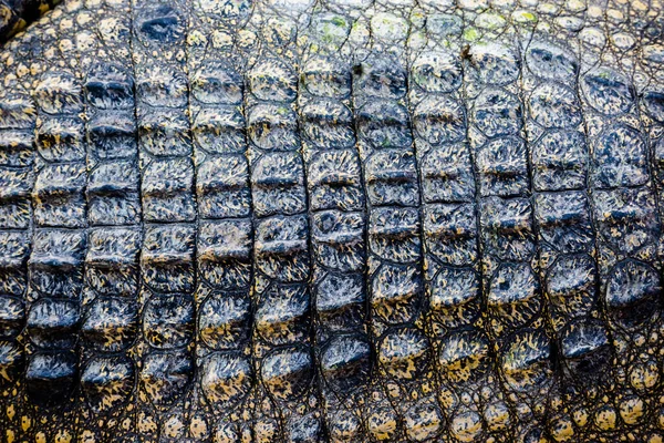 Crocodile Cuir Texture Fond — Photo