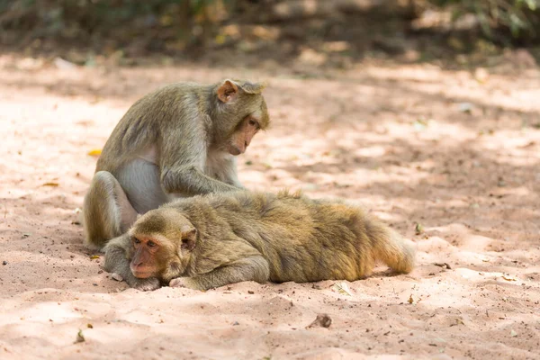 Monkeys Searching Ticks Nature Background — Stock Photo, Image