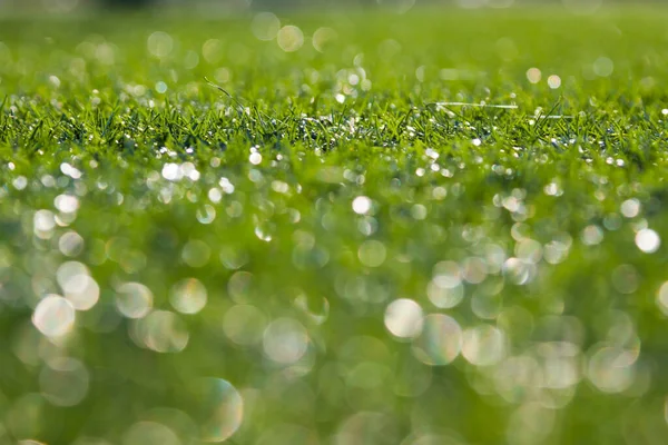 Bokeh Zielona Trawa Natura Tło — Zdjęcie stockowe