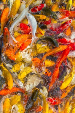 Koi sazan balığı Japon yüzme (Cyprinus carpio) güzel renk arkaplanı