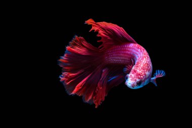 Siyam savaşçısı balıklar siyah arkaplanda izole edilmiş.