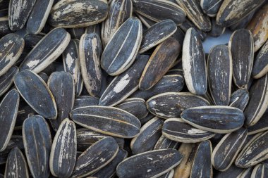 Güneş çiçek tohumları arka plan