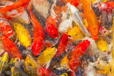 Koi sazan balığı Japon yüzme (Cyprinus carpio) güzel renk arkaplanı