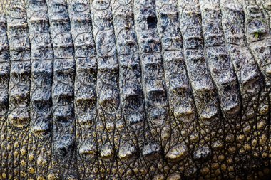 Timsah derisi doku arkaplanı