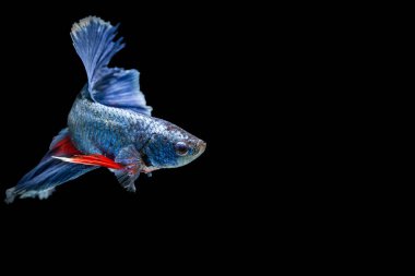 Siyam savaşçısı balıklar siyah arkaplanda izole edilmiş.