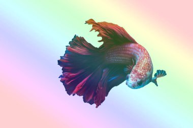 Siyam savaşçısı balıklar siyah arkaplanda izole edilmiş.