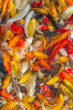 Koi sazan balığı Japon yüzme (Cyprinus carpio) güzel renk arkaplanı