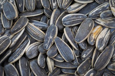 Güneş çiçek tohumları arka plan