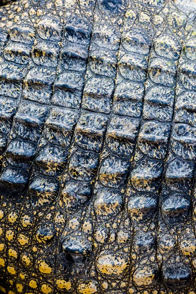 Crocodile Cuir Texture Fond — Photo