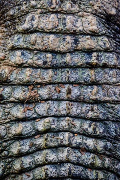 Skóra Krokodylowa Tekstura Tła — Zdjęcie stockowe
