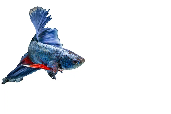 Сиамские Боевые Рыбы Изолированы Черном Фоне — стоковое фото