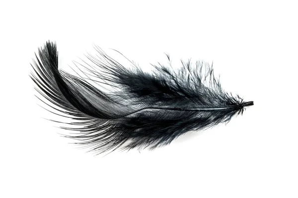 白い背景に隔離された黒い羽のクローズアップ — ストック写真