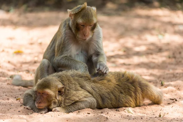 Monkeys Searching Ticks Nature Background — Stock Photo, Image