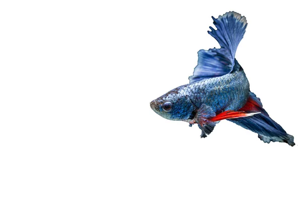 Siamesischer Kampffisch Isoliert Auf Schwarzem Hintergrund — Stockfoto