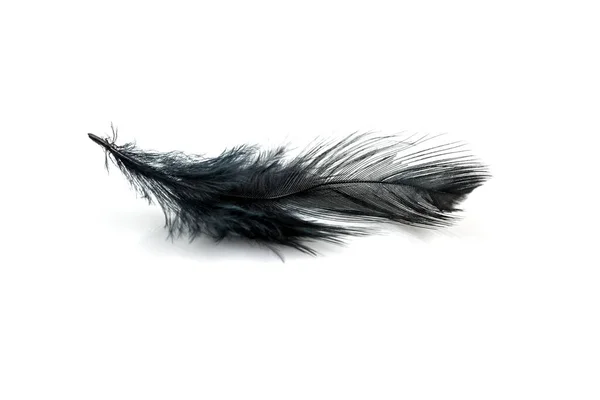Close Black Feather Isolated White Background — Stock Photo, Image