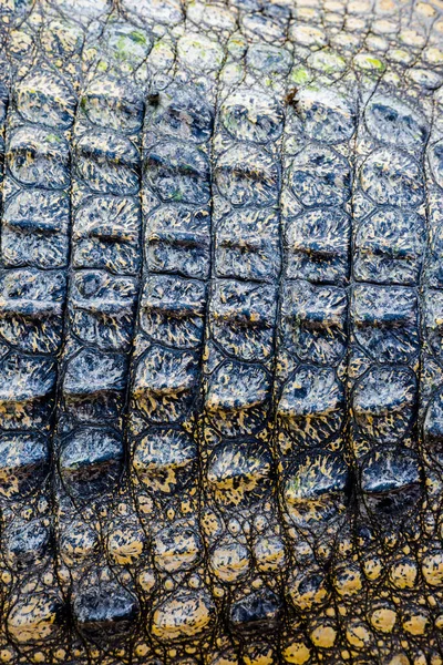 Crocodile Leather Texture Background — Stock Photo, Image