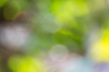 arkaplan için yeşil bokeh doğa kullanımı