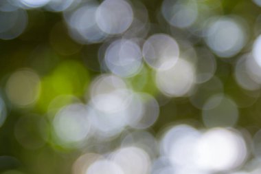 Özet doğal yeşil bokeh odak arkaplanı dışında