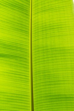 Yeşil Yaprak arkaplanından taze çekilmiş arka fonun dokusu