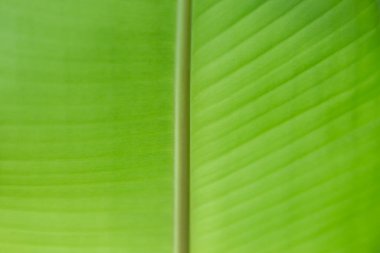 yeşil muz yaprağı dokusu arkaplanı