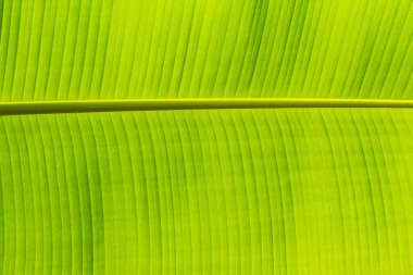 Yeşil Yaprak arkaplanından taze çekilmiş arka fonun dokusu