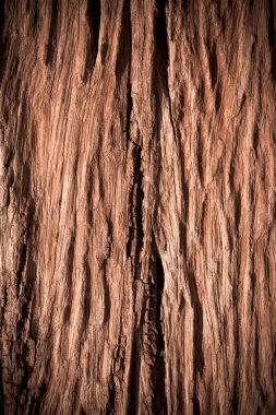 Doğal arkaplan için eski ağaç kabuğu dokusu
