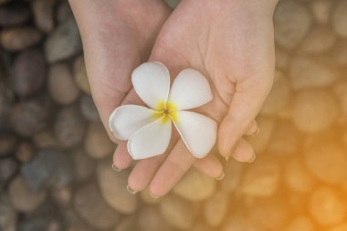 Nehir taşının arka planında el ele tutuşan Plumeria çiçekleri